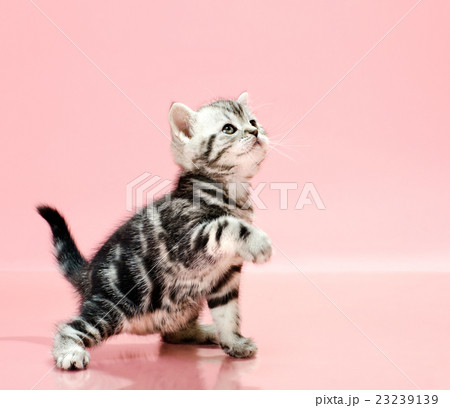 kitten 23239139
