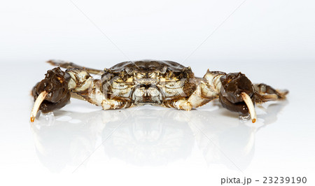 sea crab from the Baltic Sea sea crab from the Baltic Sea 23239190