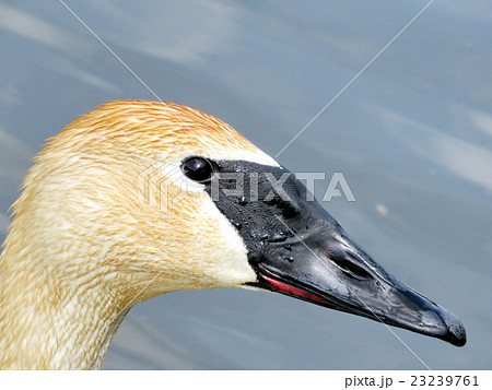 Thornhill portrait of swan 2016 23239761