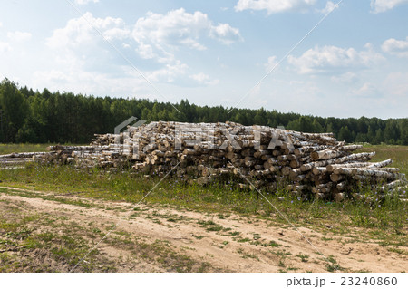 white birch tree logs heap white birch tree logs heap 23240860