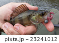 Perch with lure 23241012