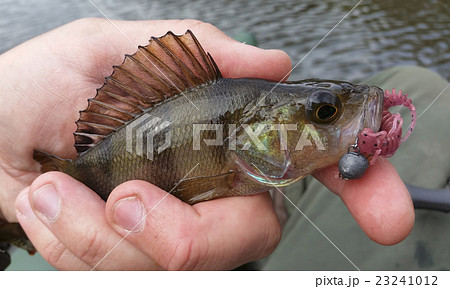 Perch with lure Perch with lure 23241012