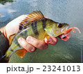 Perch with lure 23241013