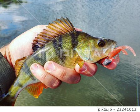 Perch with lure 23241013