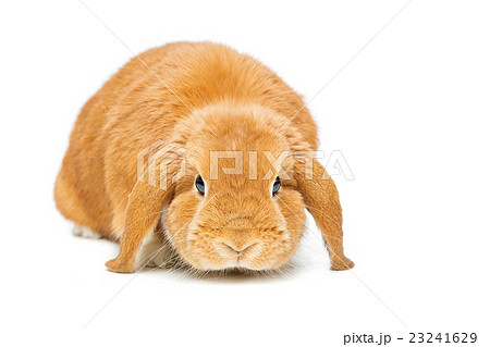 Beautiful domestic rabbit Beautiful domestic rabbit 23241629