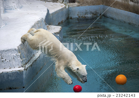 大阪府大阪市天王寺区の天王寺動物園のしろくまの写真素材