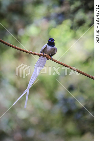 asian paradise flycatcher perching on a branch 23242712