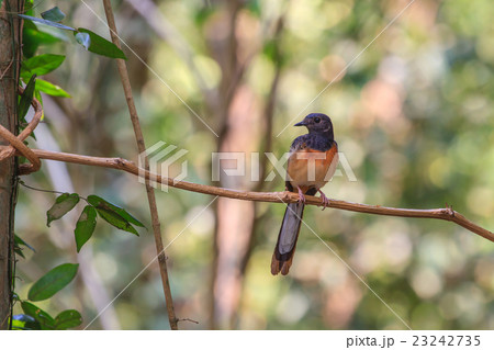 White-rumped Shama standing on a branch 23242735