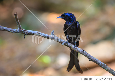 Black drongo  beautiful bird in forest 23242744