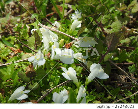 サギゴケ 23243023