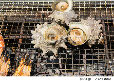 さざえと牡蠣 さざえと牡蠣 23243068
