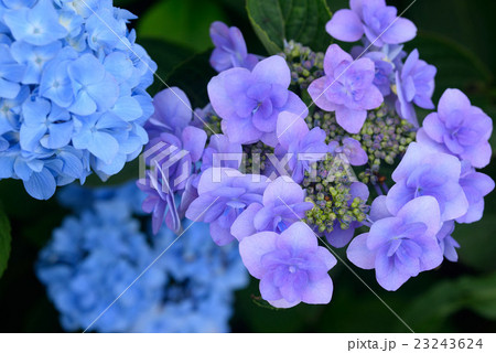 水色と紫に咲き分ける紫陽花の写真素材