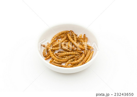 ミールワーム: Mealworm (larva) ミールワーム: Mealworm (larva) 23243650