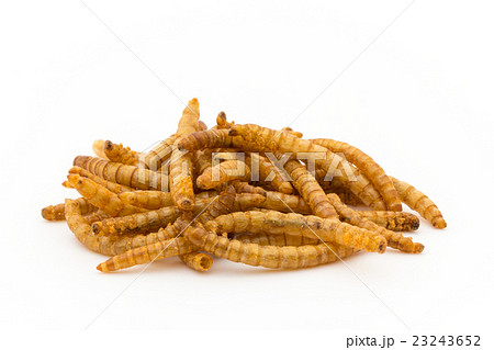 ミールワーム: Mealworm (larva) ミールワーム: Mealworm (larva) 23243652