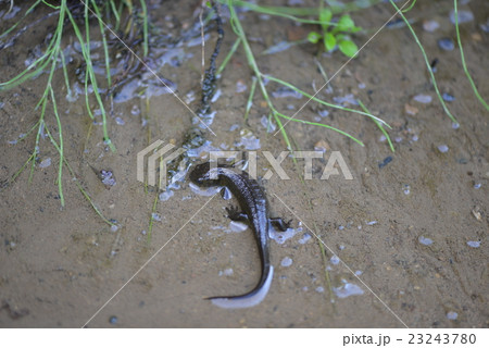 夏のイモリ 夏のイモリ 23243780