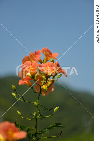 ノウゼンカズラ 23243873