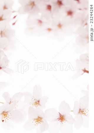 サクラのフレーム サクラのフレーム 23244264