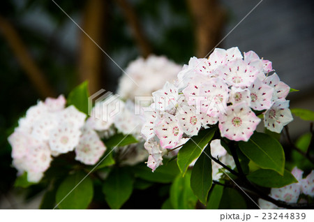 カルミア 23244839