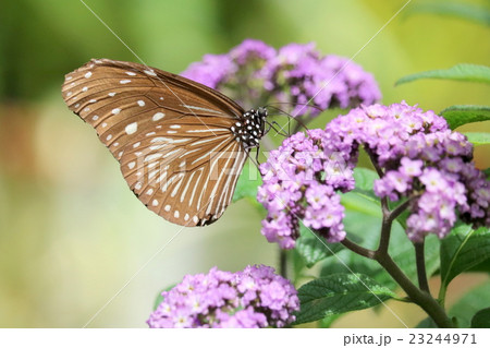 紫の花にとまる蝶 23244971