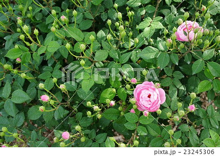 薔薇(マクランサ・ローブリッター)さかき千曲川バラ公園 薔薇(マクランサ・ローブリッター)さかき千曲川バラ公園 23245306
