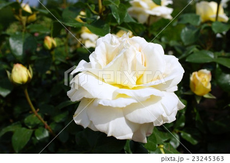 薔薇（ラ ぺルタ）さかき千曲川バラ公園 23245363