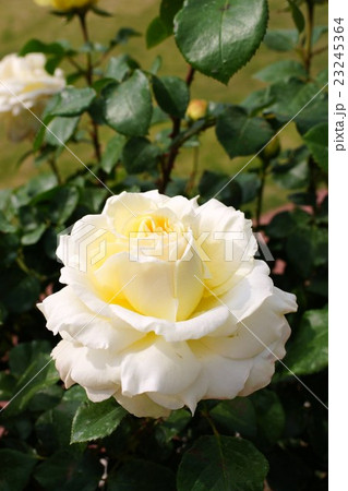 薔薇（ラ ぺルタ）さかき千曲川バラ公園 23245364