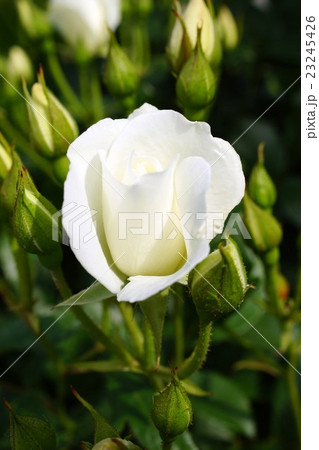 薔薇(アイスバーグ)さかき千曲川バラ公園 薔薇(アイスバーグ)さかき千曲川バラ公園 23245426