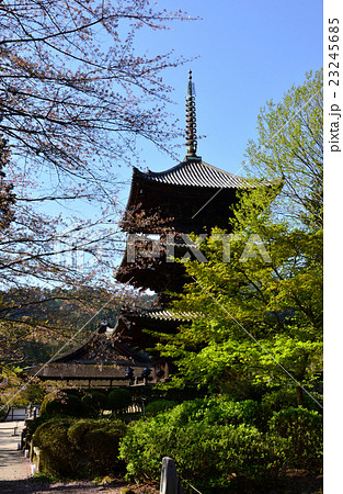 三井寺　三重塔（2016.4） 23245685