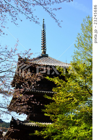 三井寺　三重塔（2016.4） 23245686