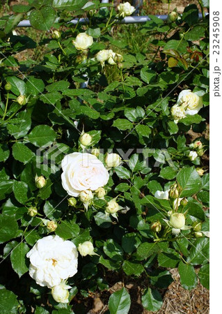 薔薇(ブランピェールドゥロンサール)さかき千曲川バラ公園 薔薇(ブランピェールドゥロンサール)さかき千曲川バラ公園 23245908