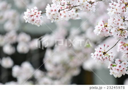 桜咲く 桜咲く 23245978