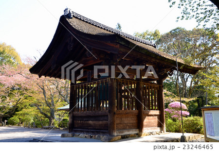 三井寺　三井の晩鐘（2016.4） 23246465