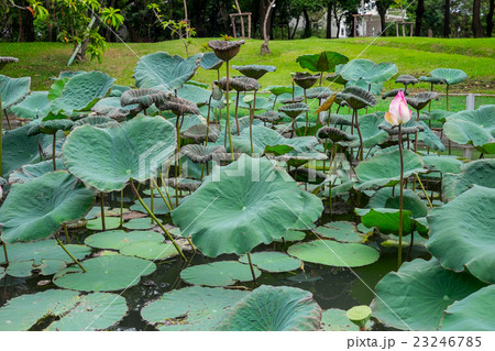 Lotus leaves in the pond Lotus leaves in the pond 23246785