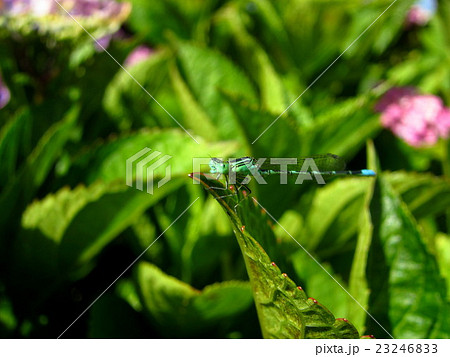 紫陽花とイトトンボ 紫陽花とイトトンボ 23246833
