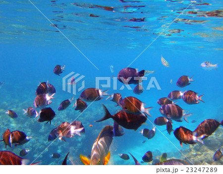 座間味島の古座間味ビーチの海の中 23247289