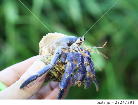 阿嘉島のヤドカリ 23247291