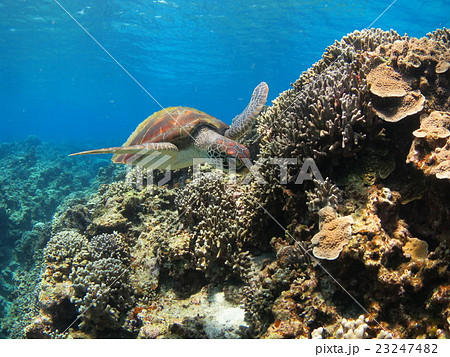 カメ ウミガメ アオウミガメ 沖縄 慶良間諸島 スキューバダイビング沖縄 カメ ウミガメ アオウミガメ 沖縄 慶良間諸島 スキューバダイビング沖縄 23247482