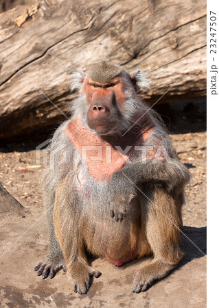 Hamadryas baboon ( Papio hamadryas ) 23247507