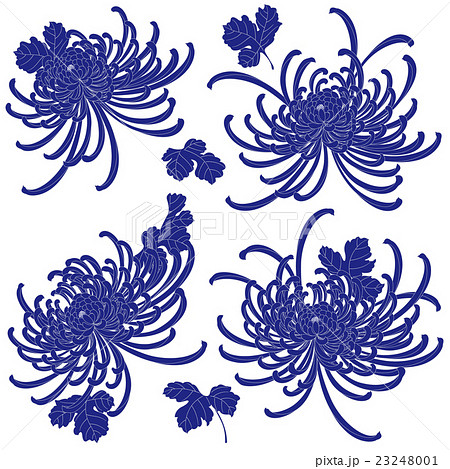 日本的な菊の素材のイラスト素材