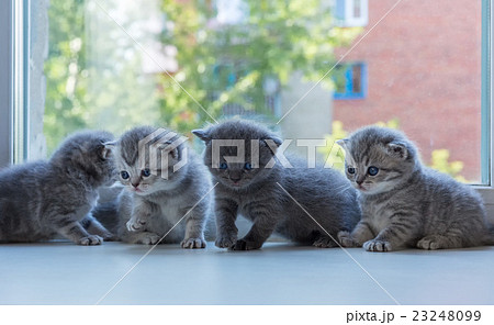 Beautiful small striped kittens on window sill 23248099