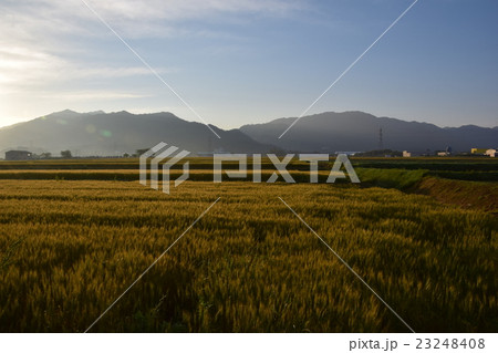 愛荘町朝日の麦畑 23248408