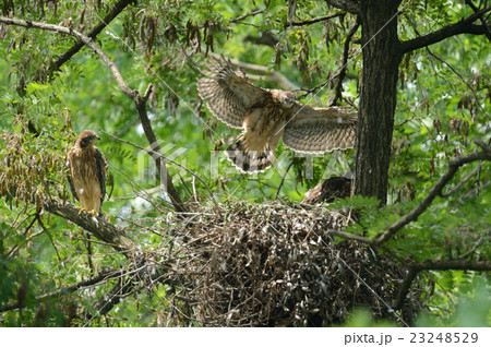 オオタカの成長 23248529