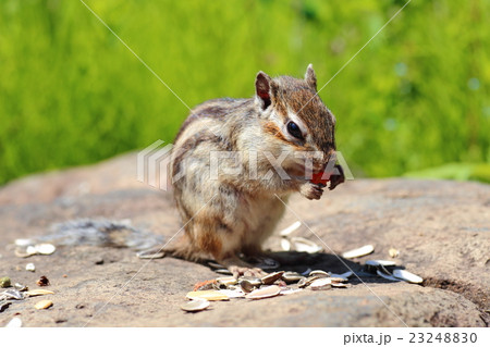 シマリス 23248830