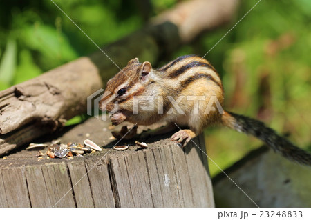 シマリス 23248833