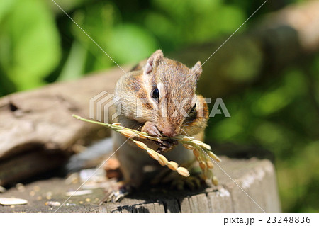 シマリス 23248836
