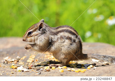 シマリス 23248847