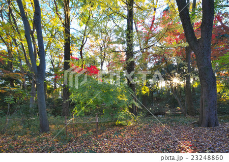 世界遺産下鴨神社の紅葉 23248860