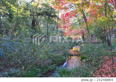 世界遺産下鴨神社の紅葉 23248864