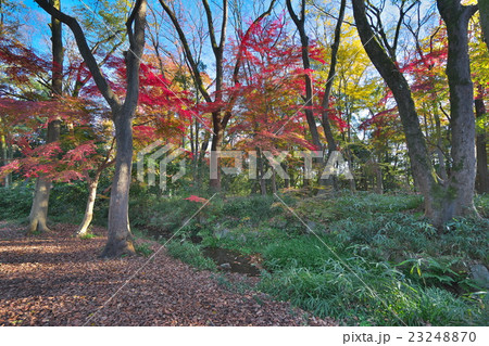 世界遺産下鴨神社の紅葉 世界遺産下鴨神社の紅葉 23248870