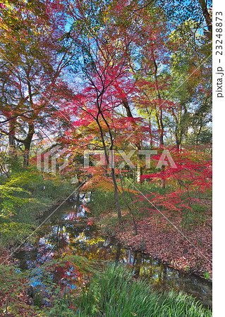 世界遺産下鴨神社の紅葉 23248873